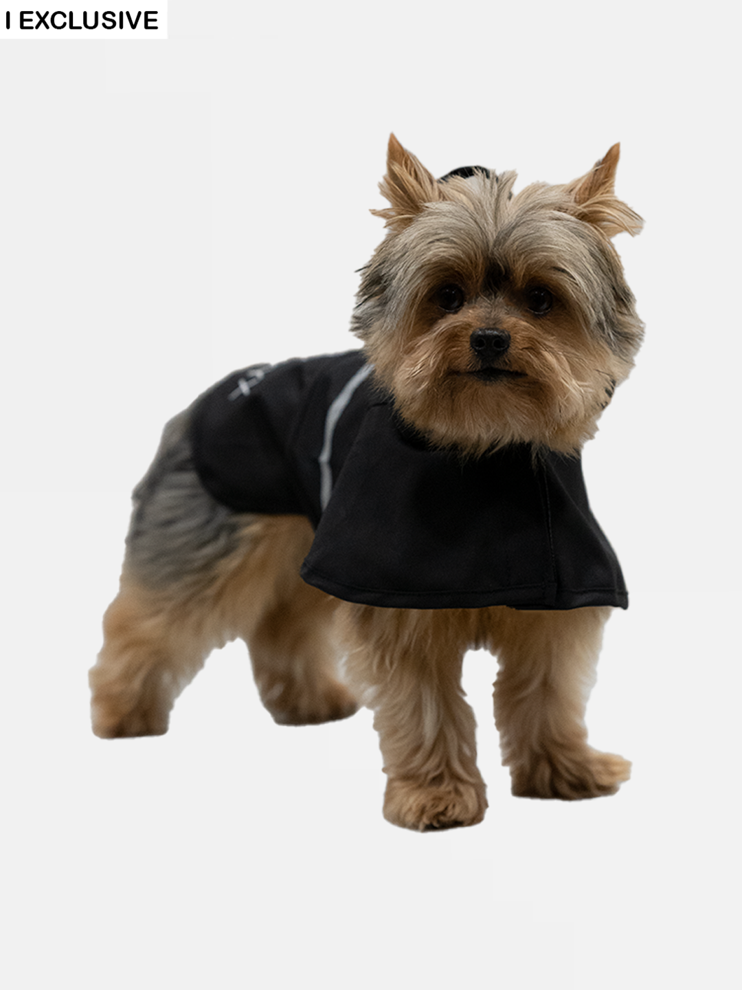 Sigma Rain Dog Jacket